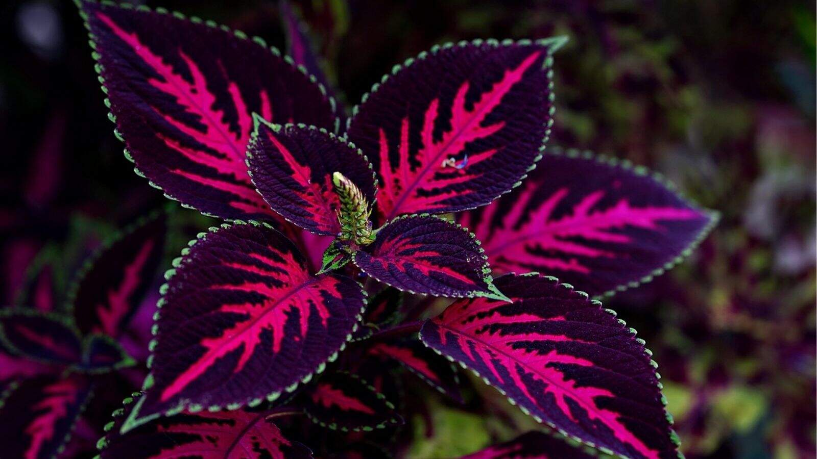 Close-up of a coleus plant with dark purple leaves featuring bright pink veins and green edges.