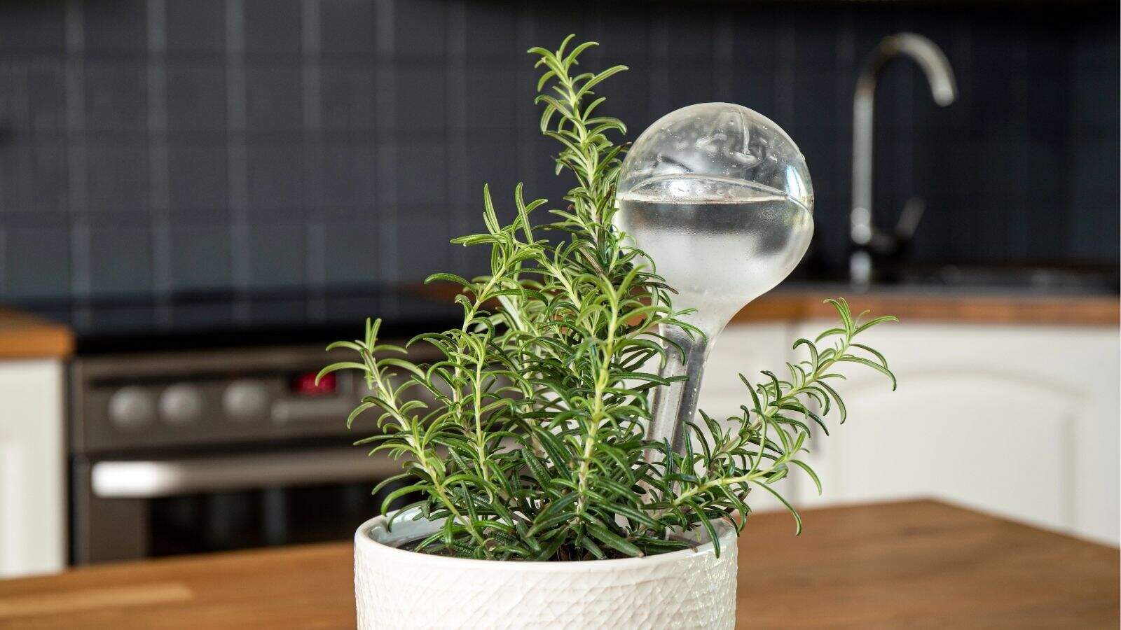 A potted rosemary plant with a transparent glass self-watering bulb in a white textured pot on a wooden kitchen counter.