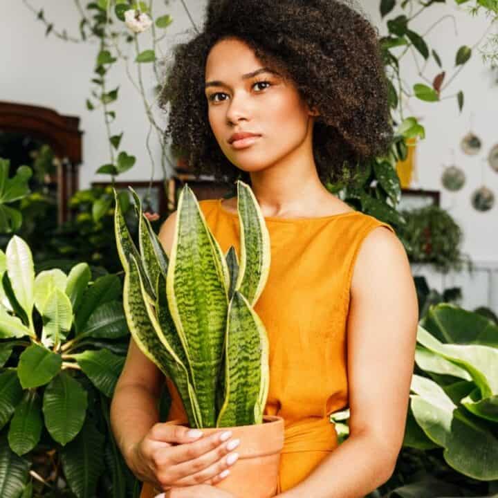 A woman in an orange dress holds a potted snake plant while standing among various green houseplants in a bright indoor space.