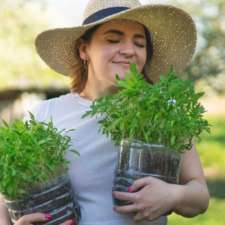 A woman wearing a wide-brimmed hat holds two potted tomato plants outdoors in a garden setting.