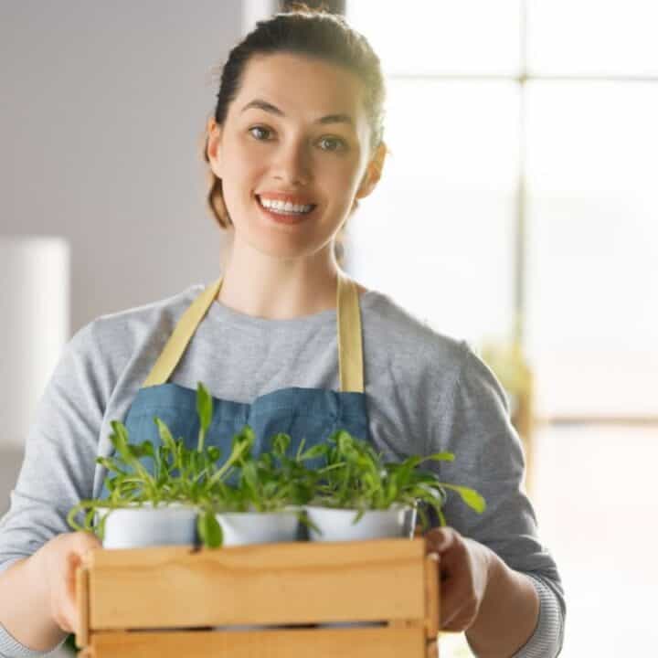 Woman wearing an apron holds a wooden crate with potted green plants, standing indoors in front of a bright window.