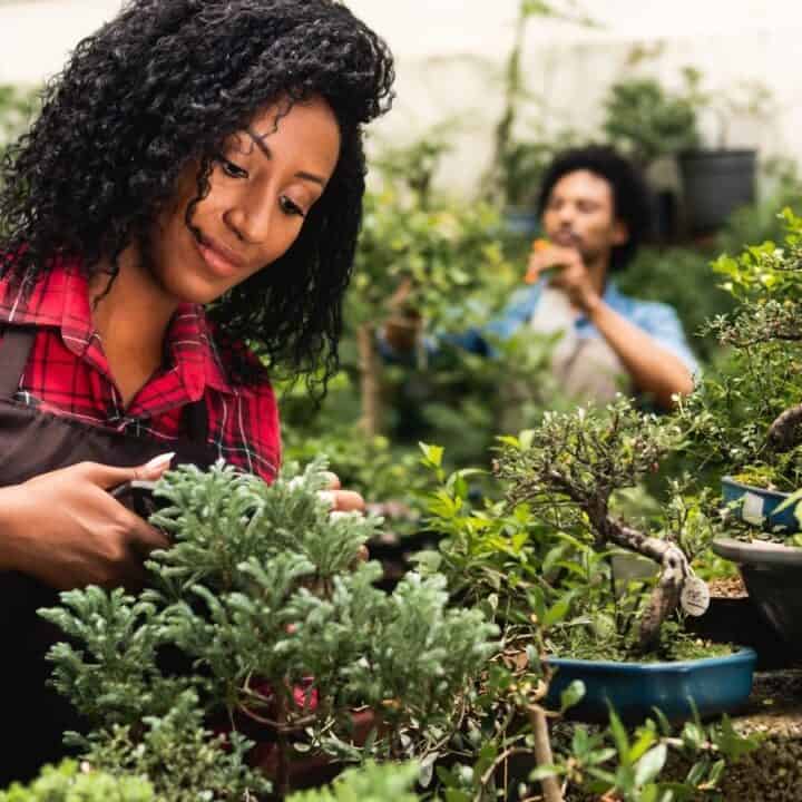 Woman in a plaid shirt and apron trims a potted plant in a greenhouse, while another person tends to plants in the background.