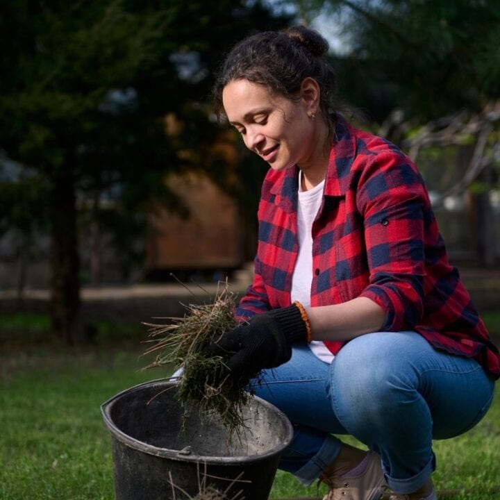 A woman wearing gloves and a plaid shirt kneels on grass, placing a handful of dry grass or weeds into a black bucket outdoors.