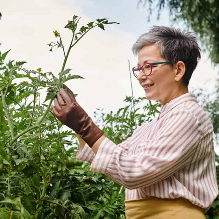 Older woman with short gray hair and glasses inspects tomato plants in a garden, wearing striped shirt, brown gloves, and smiling outdoors.