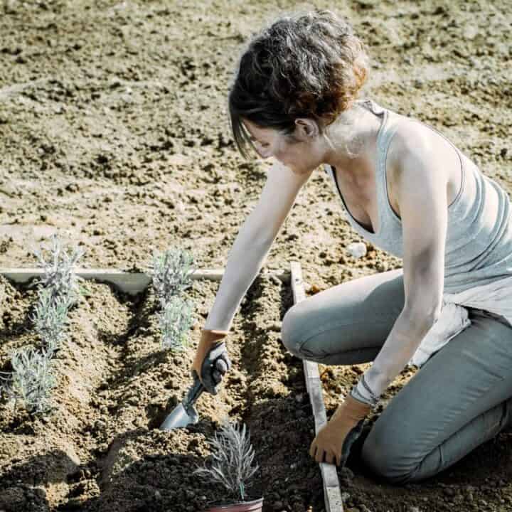 A person kneels in a garden bed, using a small hand tool to plant seedlings in rows on a patch of soil.