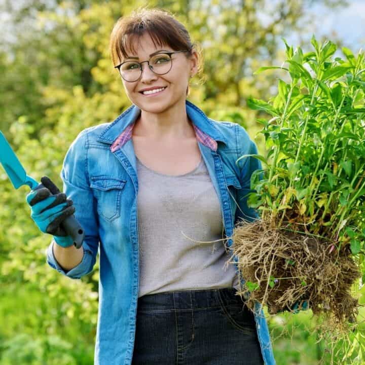 A woman wearing glasses and gloves holds a garden trowel in one hand and a large plant with roots in the other, standing outdoors in a green garden.