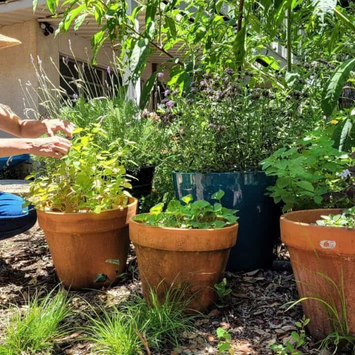 A woman wearing a hat tends to potted plants in a sunlit garden, surrounded by greenery and clay pots.