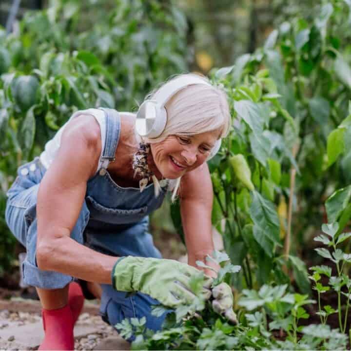 A woman wearing headphones, gloves, and overalls tends to plants in a garden.
