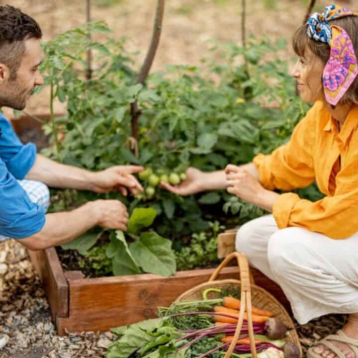 Two people harvesting vegetables in a garden bed, with a basket of freshly picked produce including carrots and beets placed nearby.