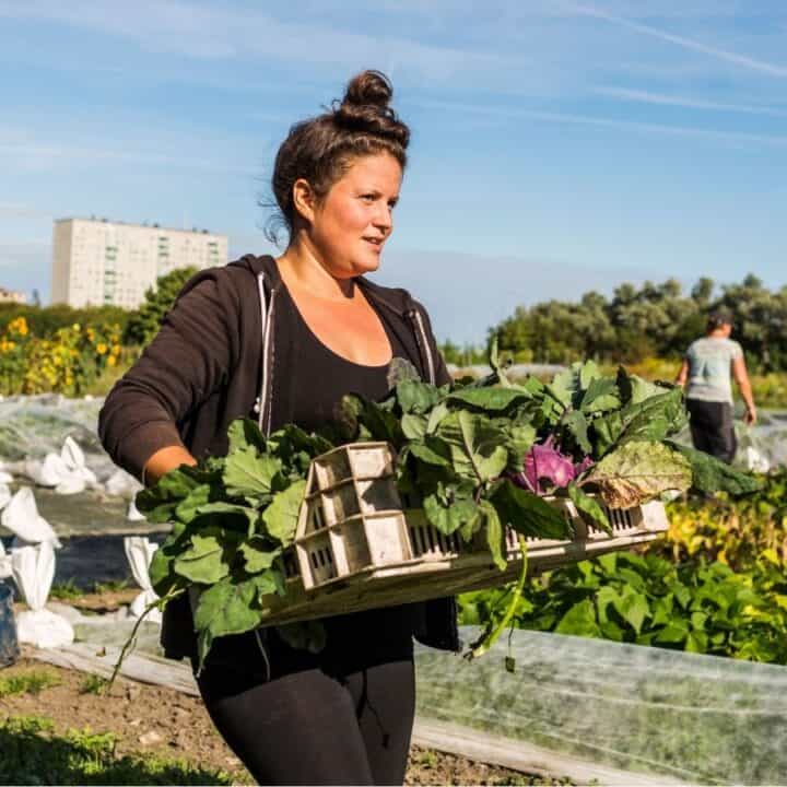 A woman carries a tray of freshly harvested vegetables in a field, with crops and another person working in the background under a clear sky.