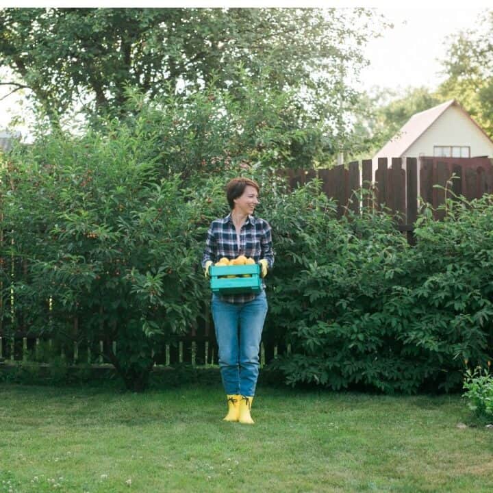 A person in a plaid shirt and yellow boots stands on grass, holding a green crate of produce, with bushes, a wooden fence, and houses in the background.