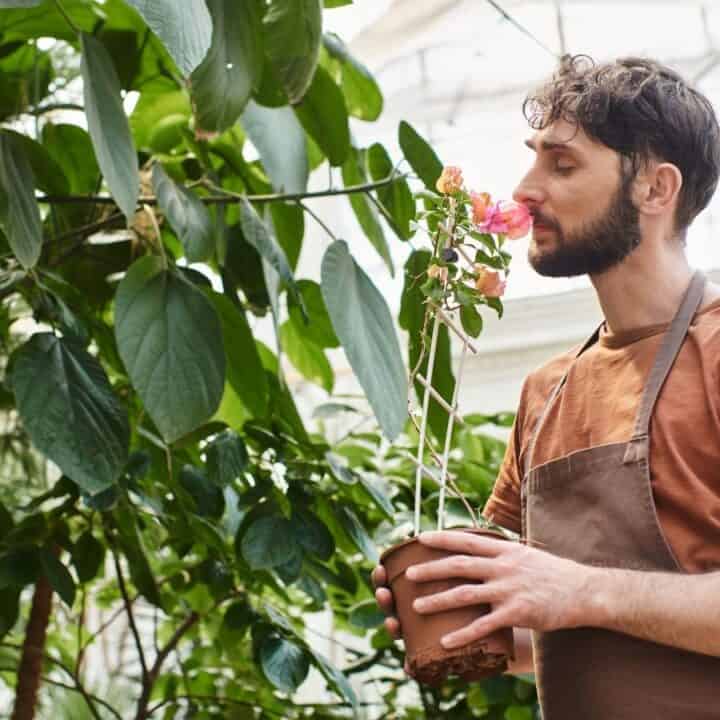 A man wearing a brown apron and t-shirt smells a potted rose plant in a greenhouse surrounded by large green foliage.