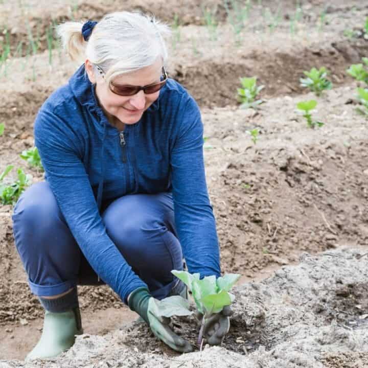An older woman wearing sunglasses and gloves is planting seedlings in a garden with several rows of young plants.