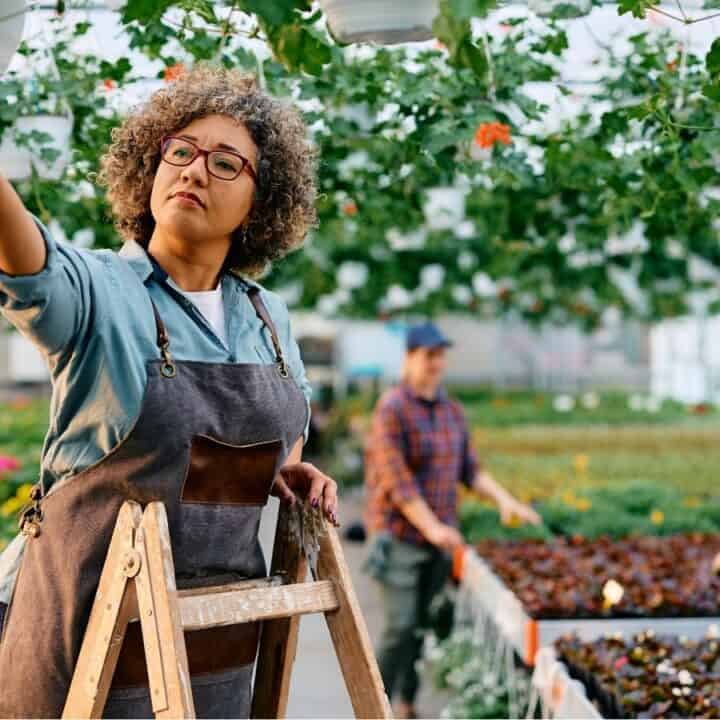 A woman on a ladder tends to hanging plants in a greenhouse, while two people work with potted plants in the background.