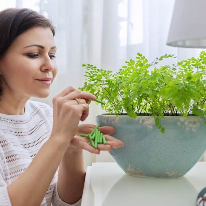 A woman in a white sweater trims or inspects a green potted plant on a white table next to a lamp in a bright room.