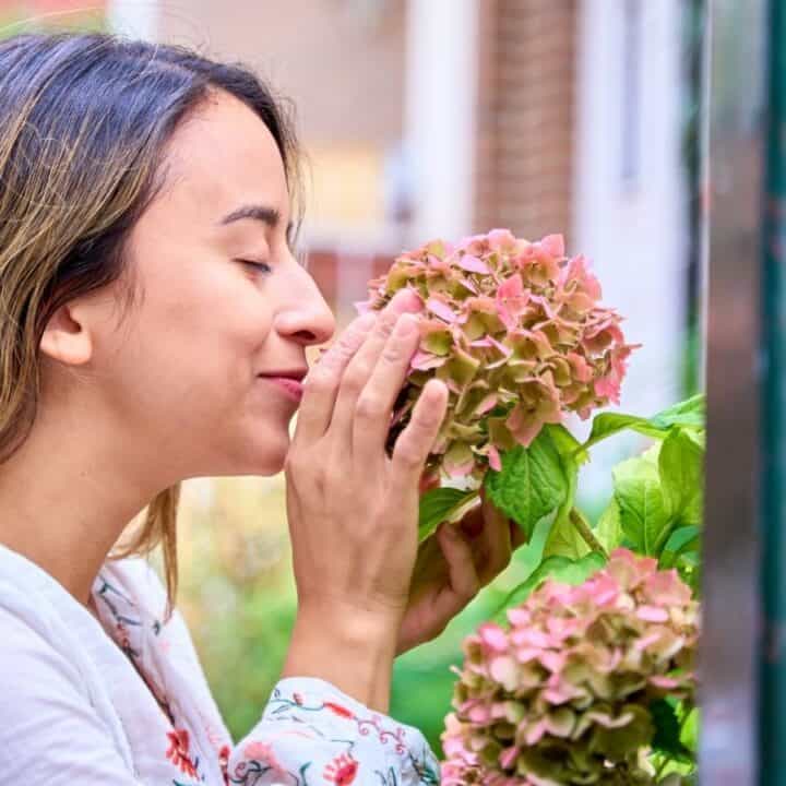 A woman with long hair smells a cluster of pink hydrangea flowers outdoors, with greenery and blurred buildings in the background.