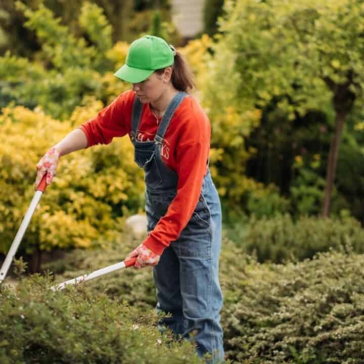 Person wearing a green cap and red shirt uses pruning shears to trim bushes in a garden surrounded by greenery.