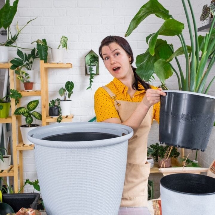 A woman wearing an apron is preparing to repot a large plant in a bright room filled with various houseplants and gardening supplies.
