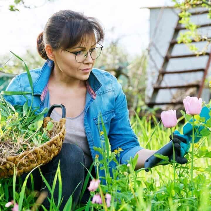 A woman wearing glasses and gloves tends to pink tulips in a garden, holding a basket of weeds and garden tools amidst tall grass and yellow flowers.