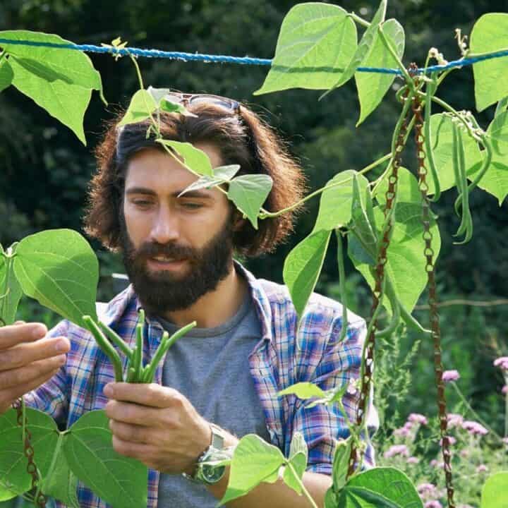 A man with a beard inspects green beans growing on vines in a garden, surrounded by green leaves and plants.
