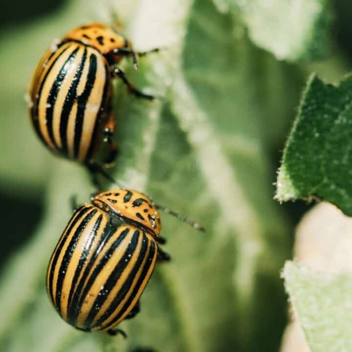 Two beetles with yellow and black stripes are on a green leaf.