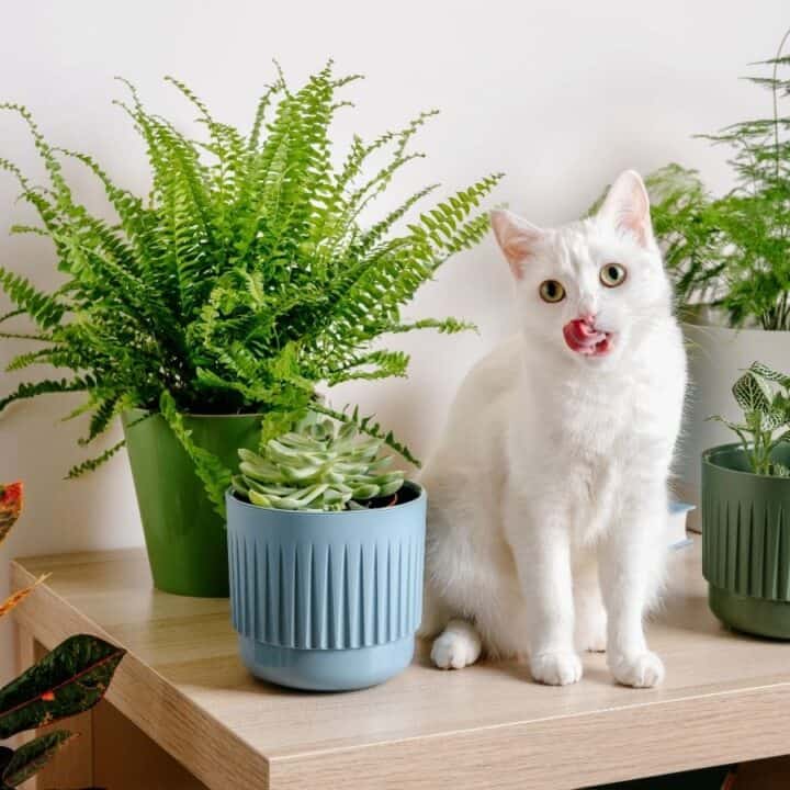 A white cat sits on a wooden table surrounded by various potted green plants, with its tongue out, licking its lips.