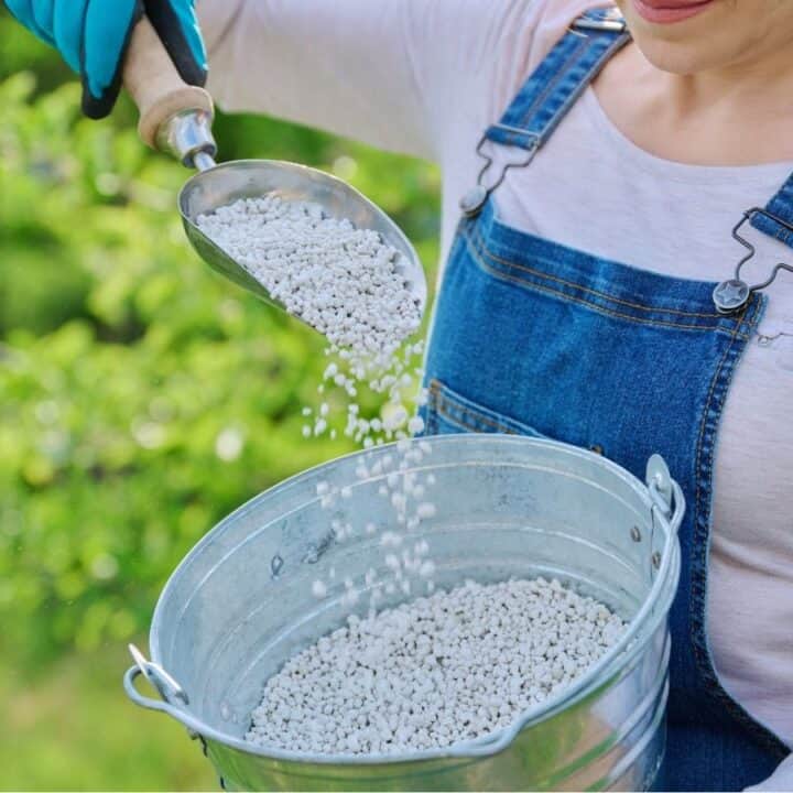 Person in denim overalls pours white granular fertilizer from a scoop into a metal bucket outdoors, with green foliage in the background.