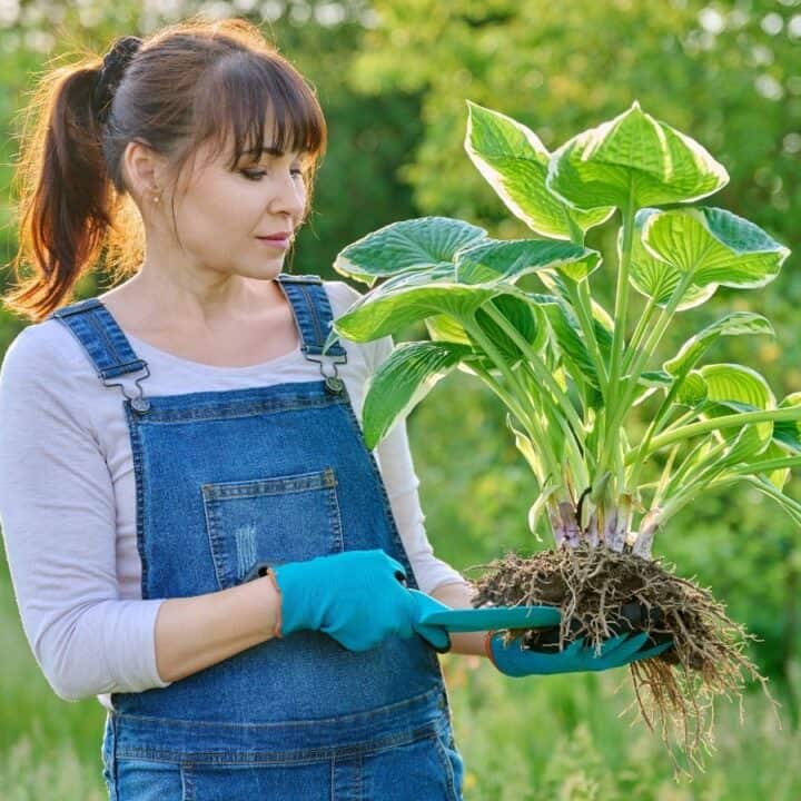 A woman in denim overalls and blue gloves holds a leafy green plant with exposed roots in a garden setting.