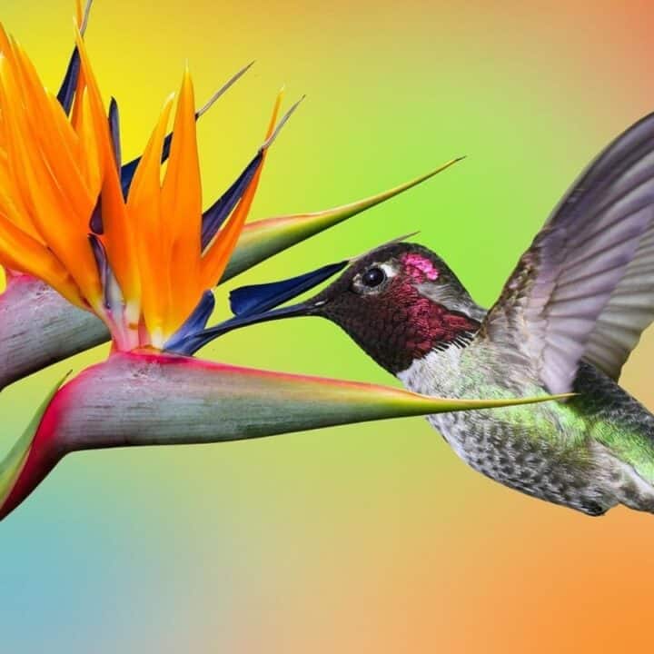 A hummingbird hovers and feeds from a vibrant bird of paradise flower against a multicolored gradient background.