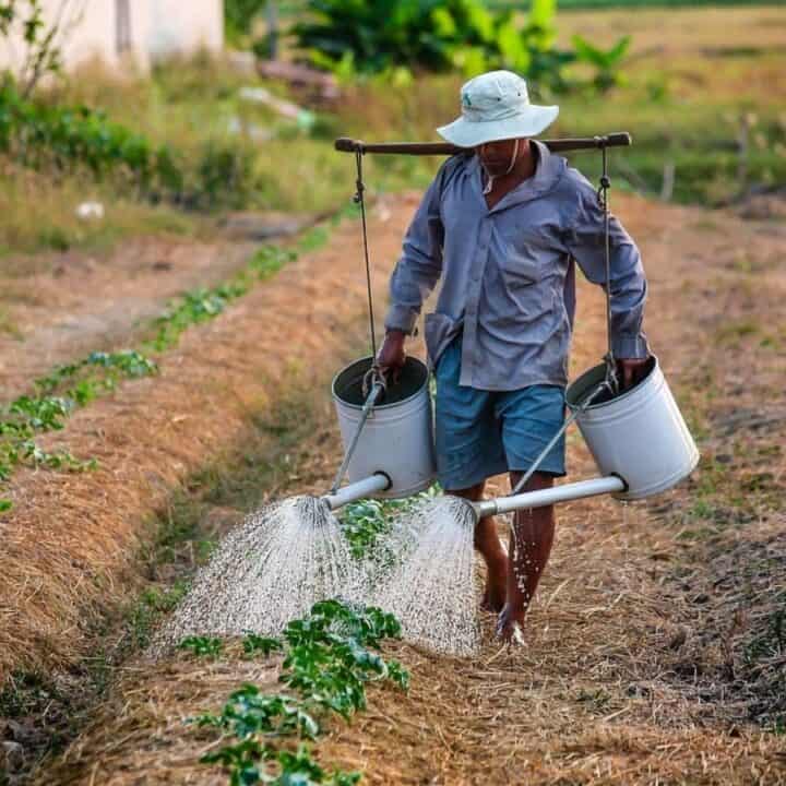 A person wearing a hat waters rows of young plants in a field using two metal watering cans suspended from a wooden pole across their shoulders.