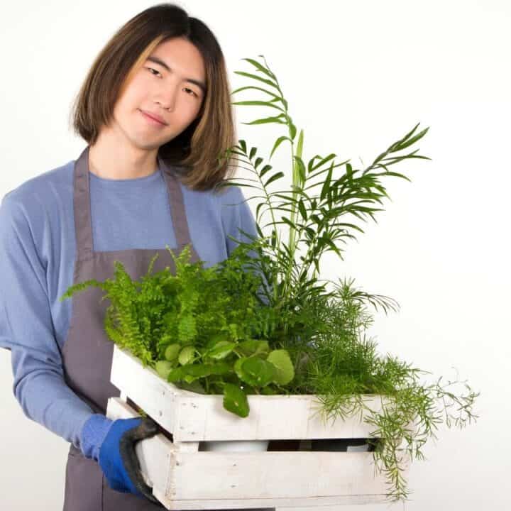 Person in a blue shirt and gray apron holds a white wooden crate filled with various green potted plants, standing against a plain white background.