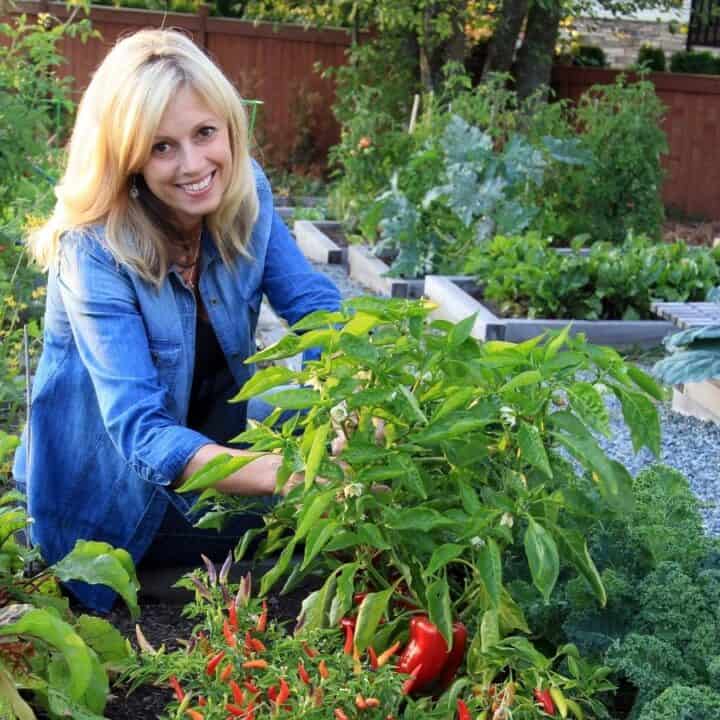 A woman in a blue shirt tends to pepper plants in a raised bed garden surrounded by vegetables and flowers.