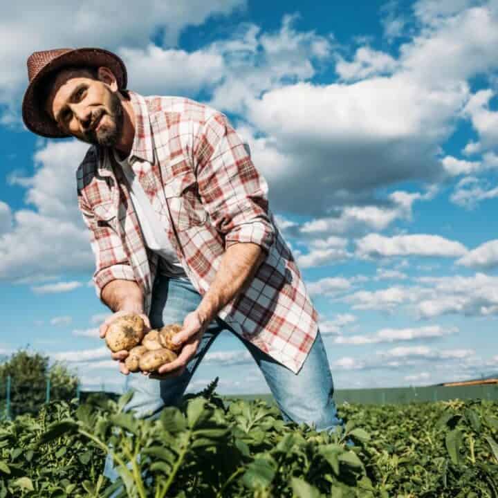 A man in a plaid shirt and hat stands in a field holding freshly harvested potatoes under a partly cloudy sky.