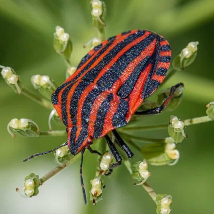 A red and black striped shield bug sits on a green plant with small white buds, viewed from above against a blurred green background.