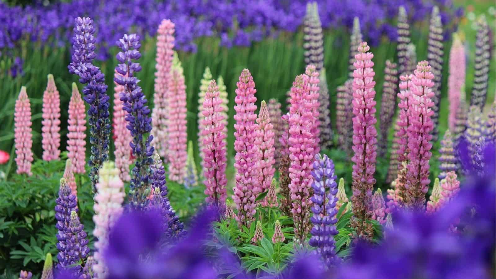 A field of lupine flowers in shades of pink, purple, and blue, with green foliage and more flowers blurred in the background.
