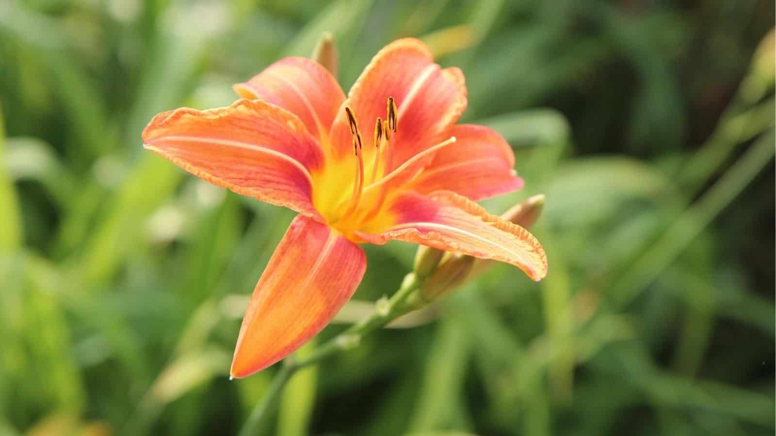 An orange daylily flower in bloom with green foliage in the background.