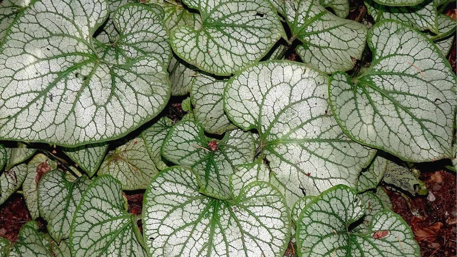 Large green leaves with prominent white veins and mottled silver patterns cover the ground in a dense cluster.
