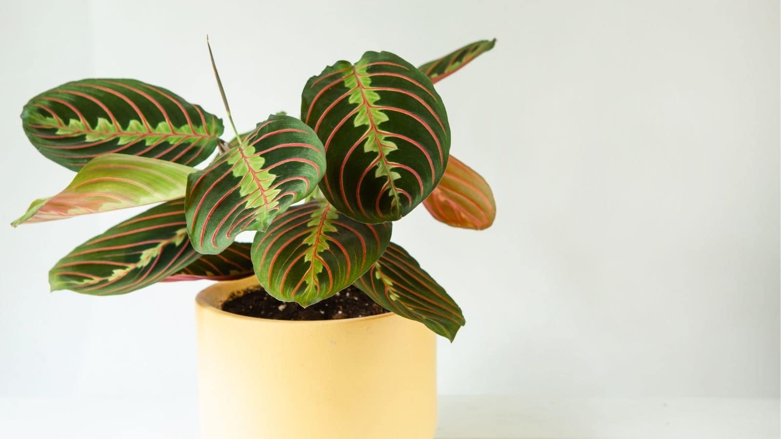 A maranta prayer plant with green leaves and red veins in a yellow pot against a plain white background.