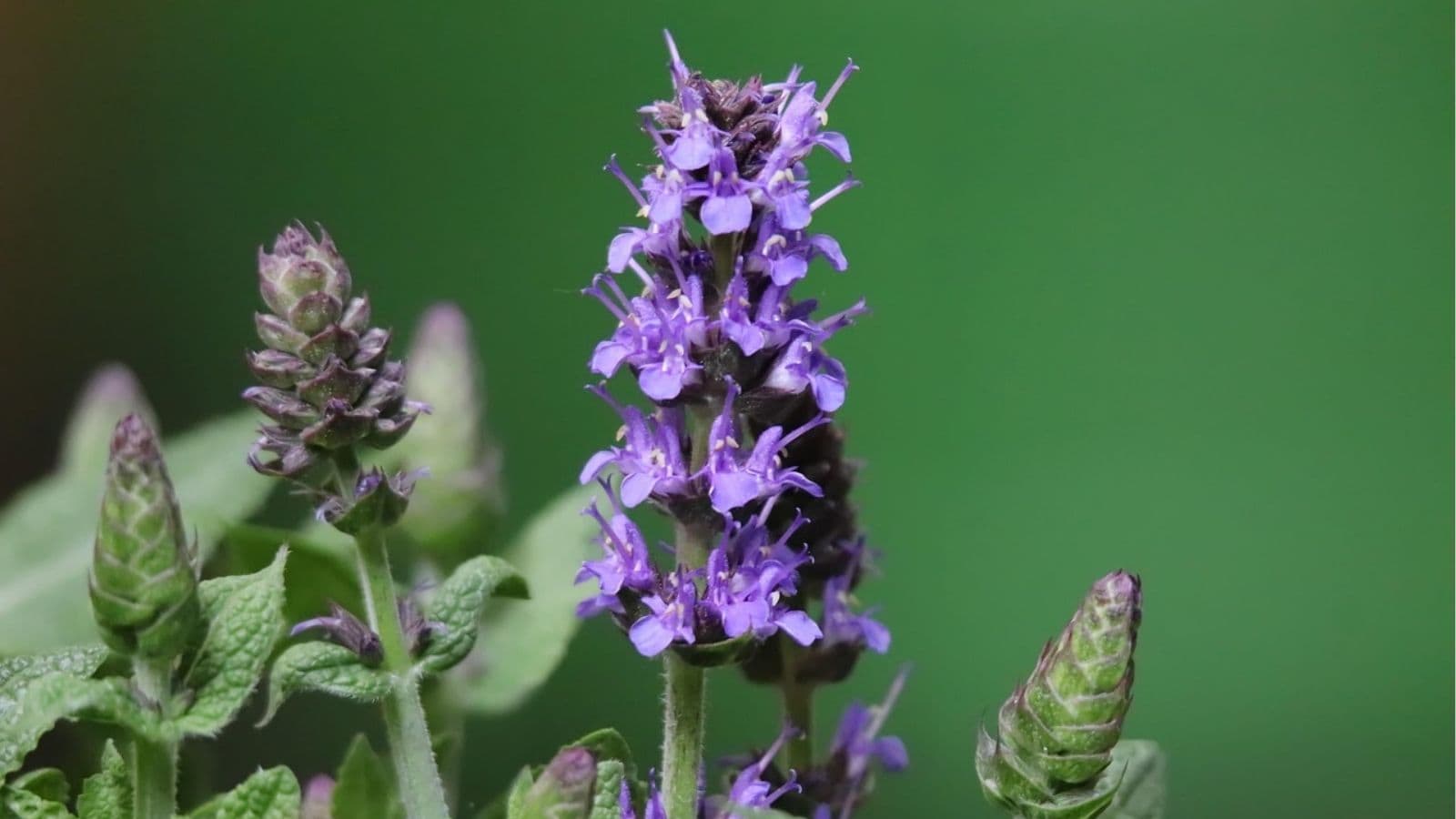 Close-up of a purple flowering plant with green leaves and buds, set against a plain green background.