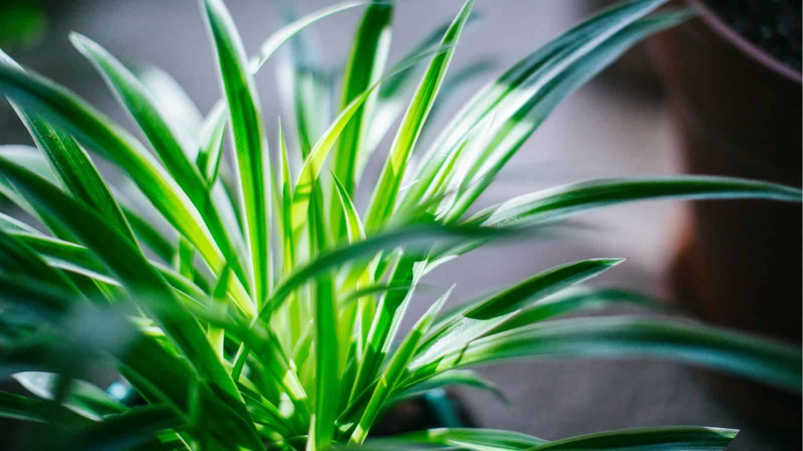 Close-up of a green spider plant with long, narrow leaves, with sunlight shining on the foliage. A blurred plant pot is visible in the background.