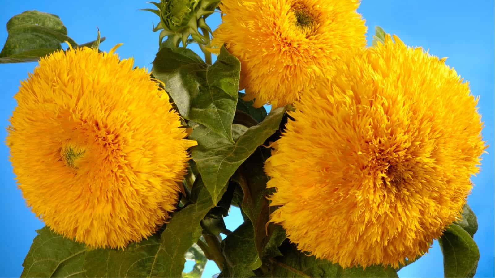 Three large, fluffy yellow sunflowers with dense petals and green leaves against a bright blue sky.