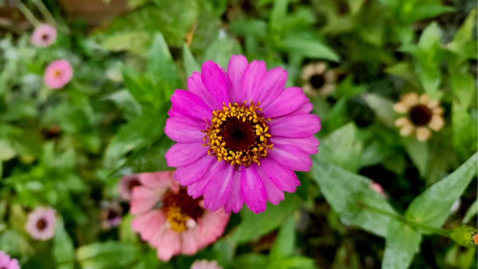 A close-up of a vibrant pink zinnia flower in bloom, surrounded by green leaves and other zinnias in the blurred background.