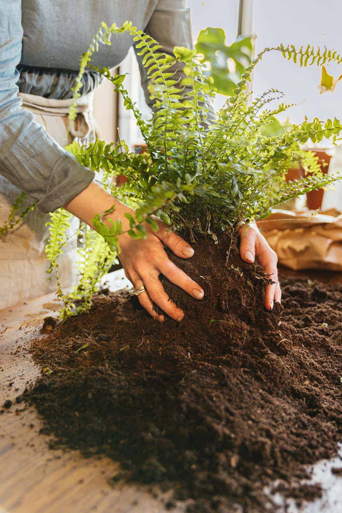 Person repotting a green fern plant, holding its root ball above a pile of loose soil on a table indoors.
