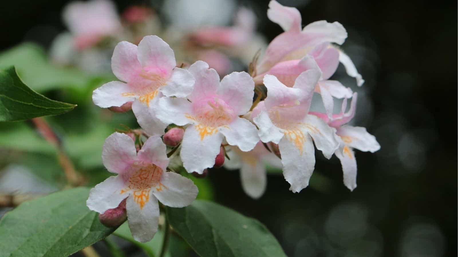 Cluster of light pink and white flowers with yellow centers surrounded by green leaves against a dark blurred background.