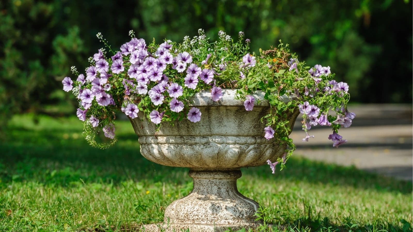 A stone planter filled with blooming purple petunias sits on grass in a garden with trees in the background.