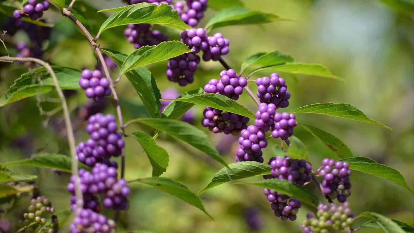 Clusters of small, round, purple berries grow on green-leaved branches against a blurred outdoor background.
