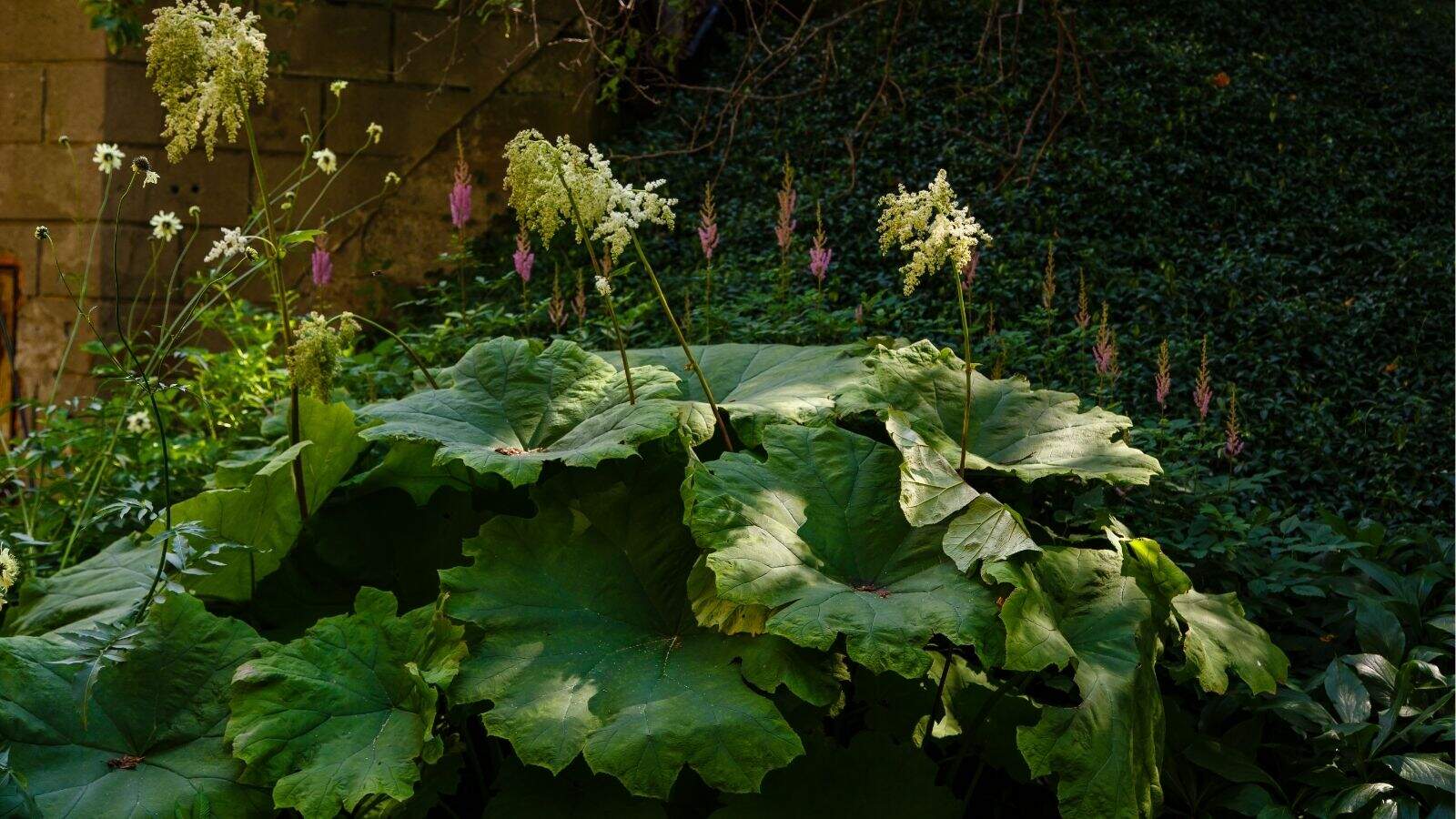 Large green leaves with clusters of small white flowers growing on tall stems in a shaded garden setting, with other plants and a stone wall in the background.