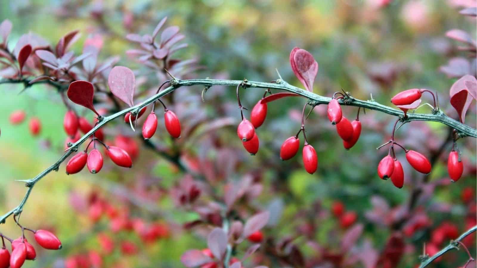 A branch with clusters of small, oval-shaped red berries and purple-tinged leaves against a blurred natural background.