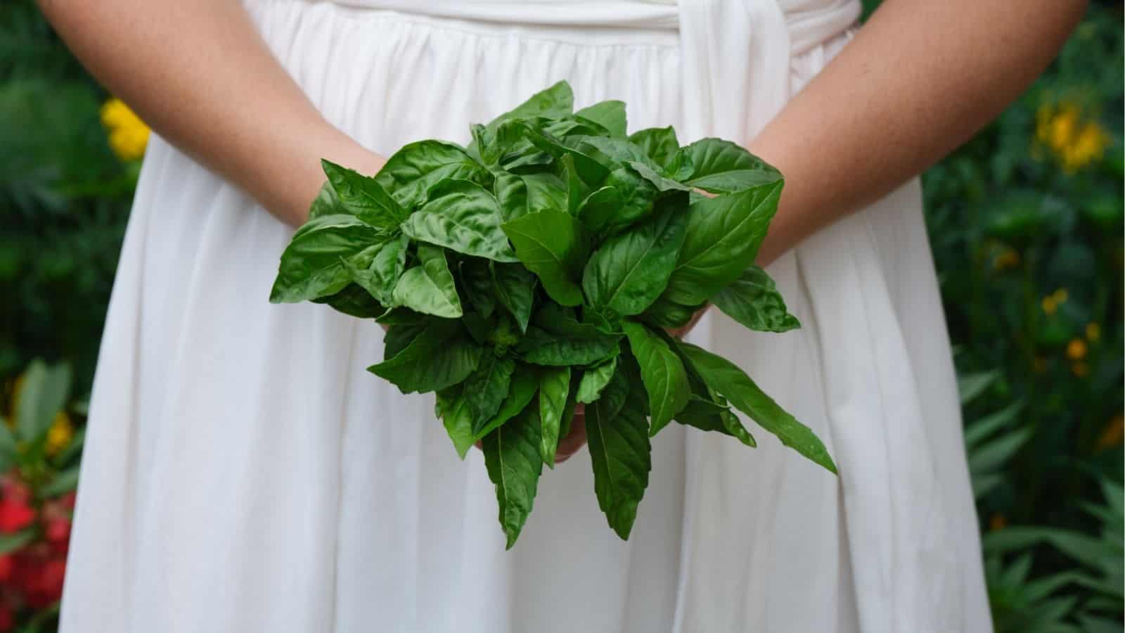 A person in a white dress holds a bunch of fresh green basil leaves in their hands against a blurred outdoor background.