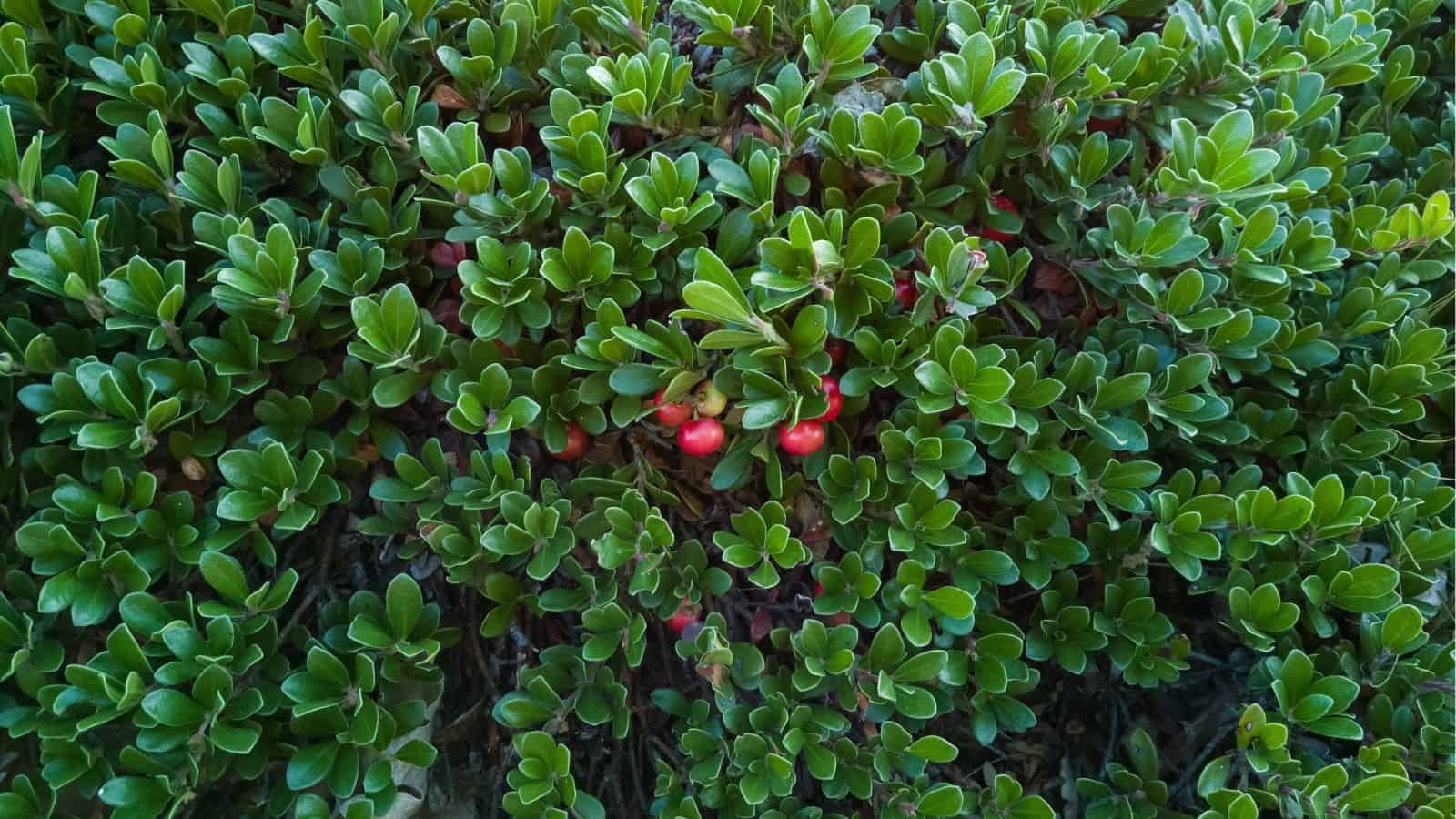 Dense green foliage with small, glossy leaves and several red berries partially hidden among the branches.